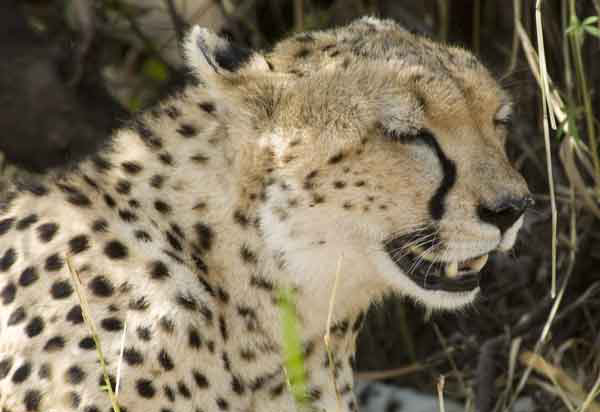 Guepardo - reserva nacional de Masai Mara - Kenia 03.jpg